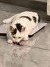 冠能猫粮幼猫猫粮3周-12月龄7kg 全价猫粮 添加牛初乳 增肥发腮 实拍图