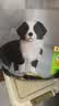 冠能狗粮大中型犬幼犬狗粮2.5kg 全价狗粮 含牛初乳 实拍图