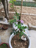 欧芽蔷薇花苗藤本月季花树特大庭院爬藤植物阳台花卉爬墙玫瑰耐寒盆栽 瑞典女王(大花) 1.3-1.5米高度 实拍图