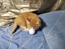 麦富迪猫粮 超肉粒冻干双拼奶糕离乳猫粮呵护免疫 冻干蛋奶2kg 实拍图