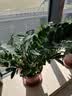 陶粒通用型垫底陶粒养花专用花盆铺面陶土种植土兰花多肉营养土 10升园艺陶粒（中颗粒12-16mm） 实拍图
