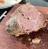 鲜京采惠选 国产山东黄牛原切牛腿肉净重3斤 烧烤炖煮 实拍图