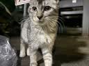 冠能猫粮 成猫猫粮鸡肉味10kg 全价猫粮 稳固免疫【宠物金选】 实拍图