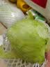 球生菜500g 实拍图