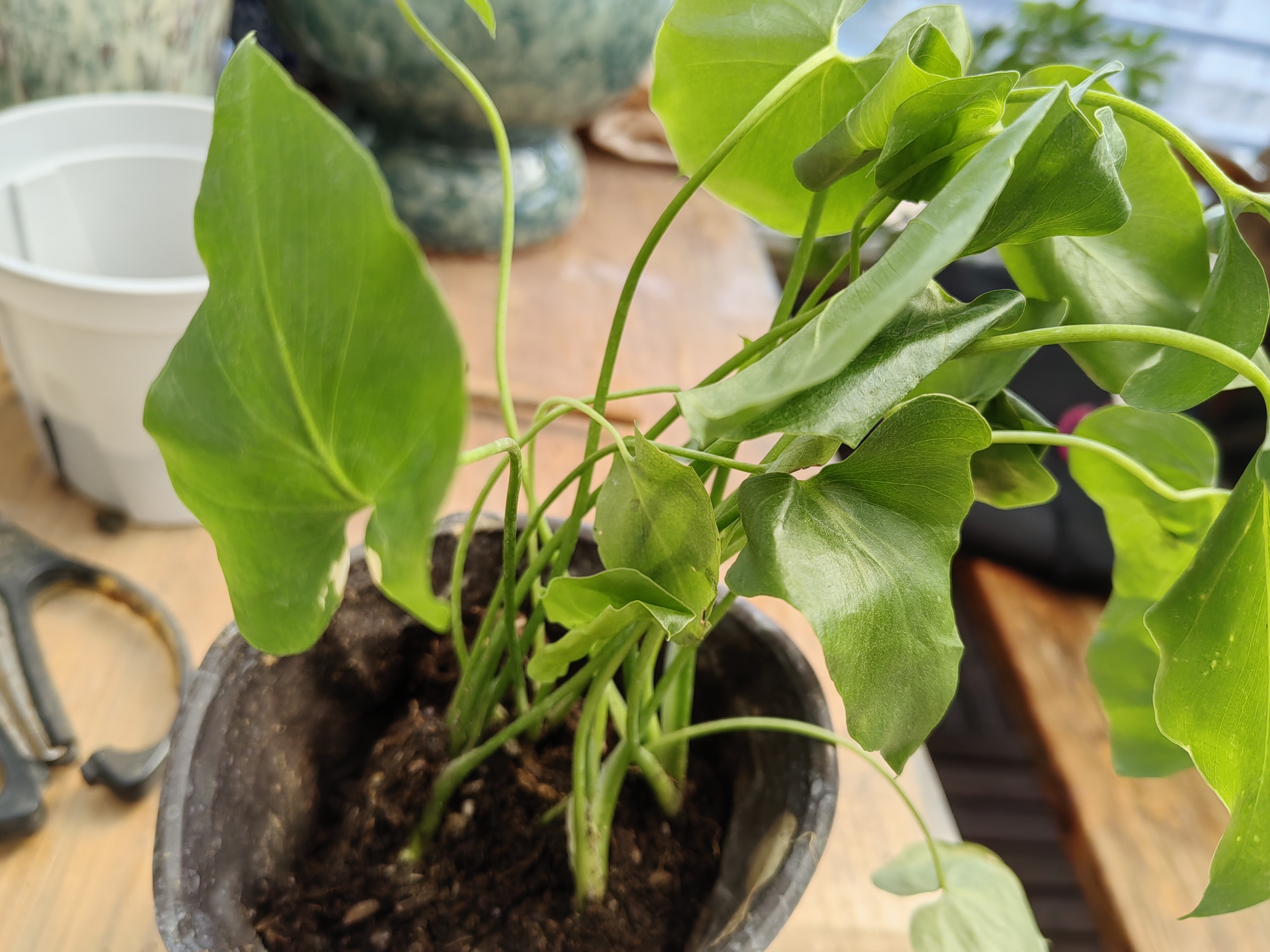 年宵花富贵竹龙鳞春羽水培植物春节过年装饰绿萝盆栽花卉绿植年货 精品春羽20-25cm【2棵】送营养液 实拍图