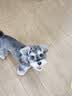 拜达尔猫咪幼猫0乳糖羊奶粉200g狗狗幼犬绵羊奶宠物新生全阶段康复营养 实拍图