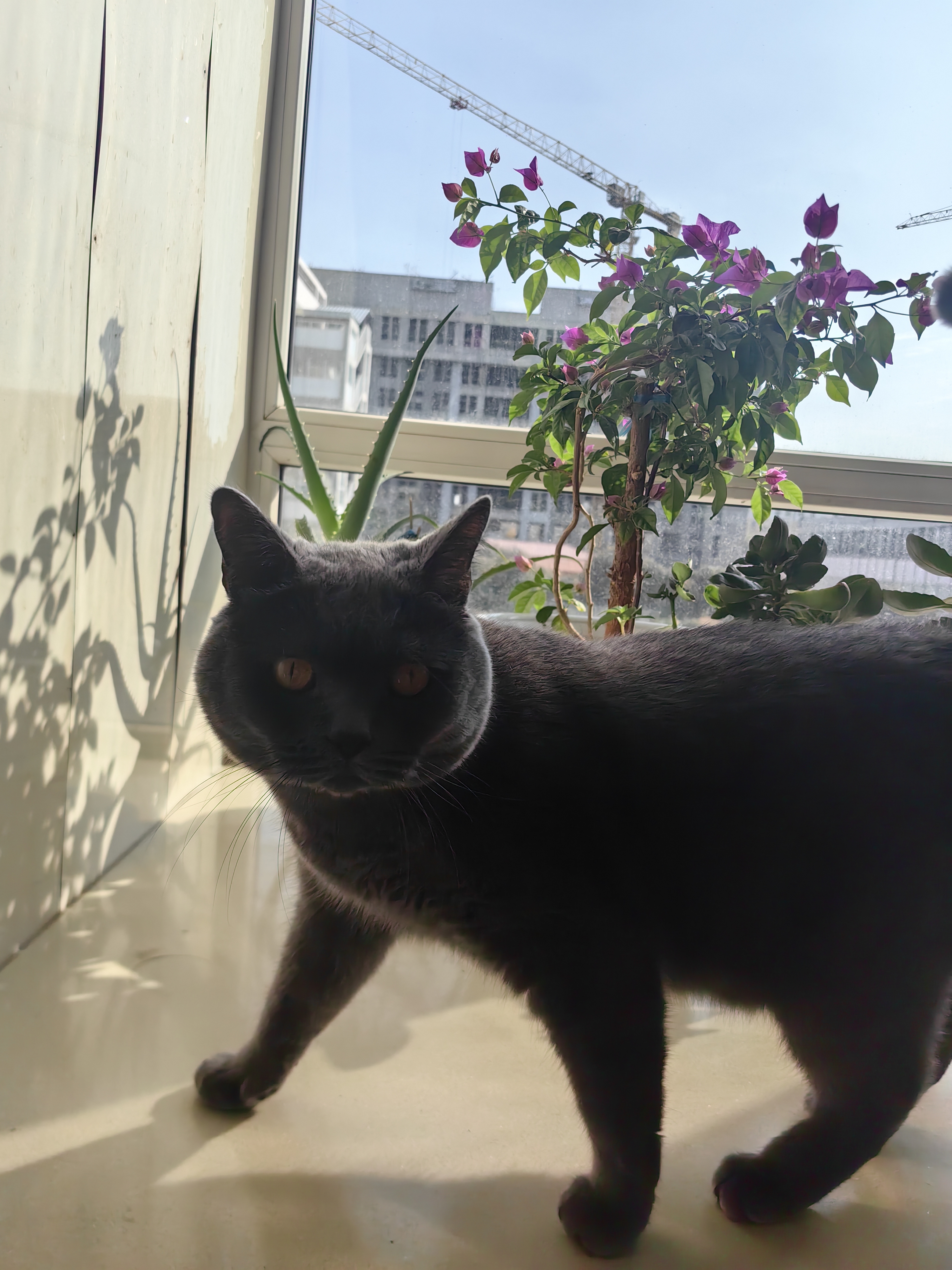醇粹金标冻干猫粮磷虾鱼油plus美毛猫粮全价营养8%冻干多猫家庭5kg 实拍图