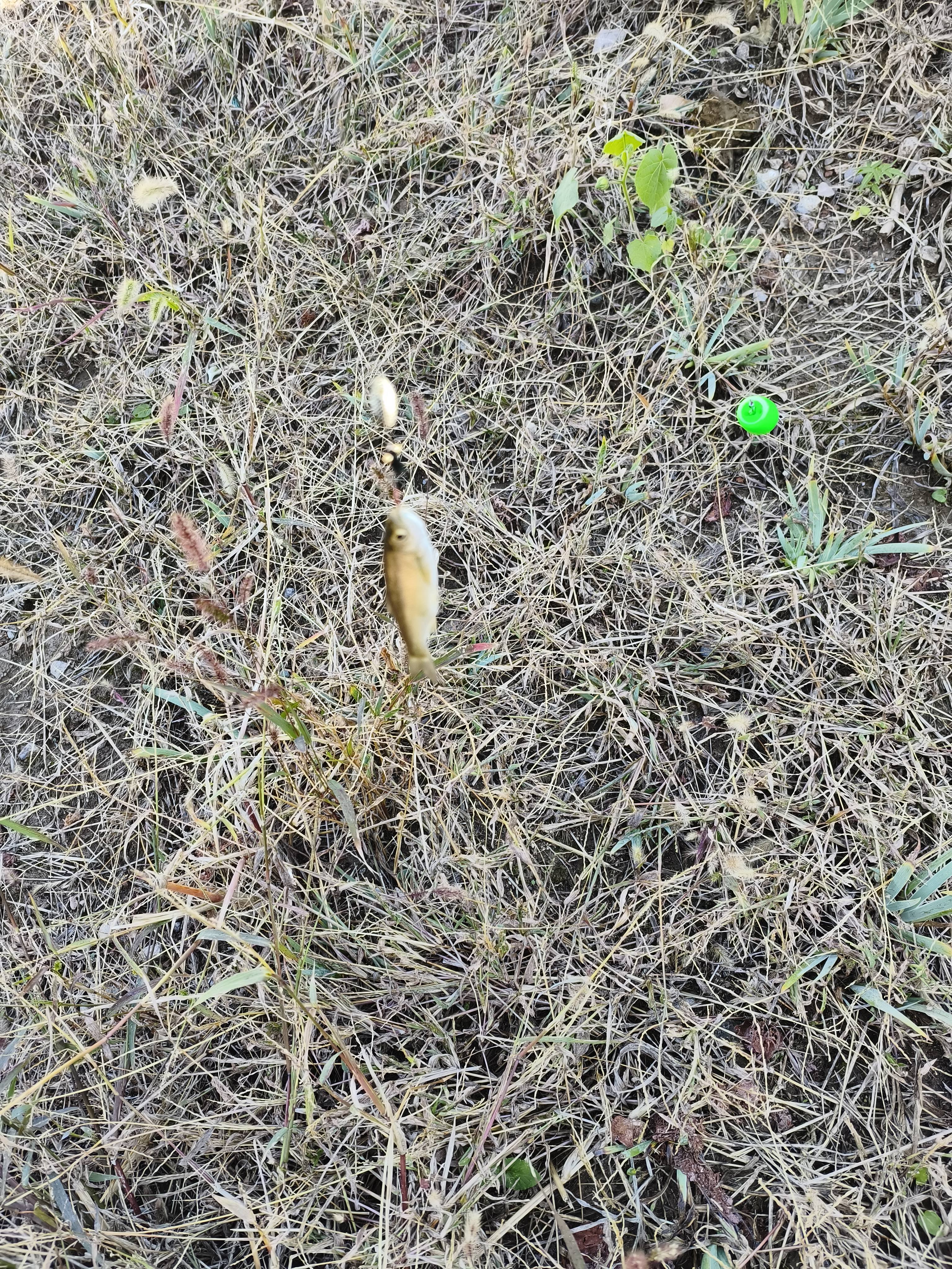 熊火路亚饵飞蝇钩苍蝇若虫蜜蜂瓜子套装绑好白条马口亮片微物助投器 双色响尾蛇双钩飞蝇线组5副 实拍图