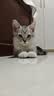 美人喵小安心猫粮幼猫1到3月奶糕专用离乳期4到12月全价小猫奶猫幼猫粮 【1-6月】羊奶幼猫粮4斤 实拍图