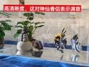 坤宁王金晶超白玻璃鱼缸桌面造景小鱼缸家用客厅裸缸一体缸30*17*20cm 实拍图