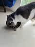 万颐猫粮冻干五拼全价全期英短蓝猫全种猫通用型宠物主粮2.5kg 实拍图