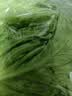 罗马生菜约500g 实拍图