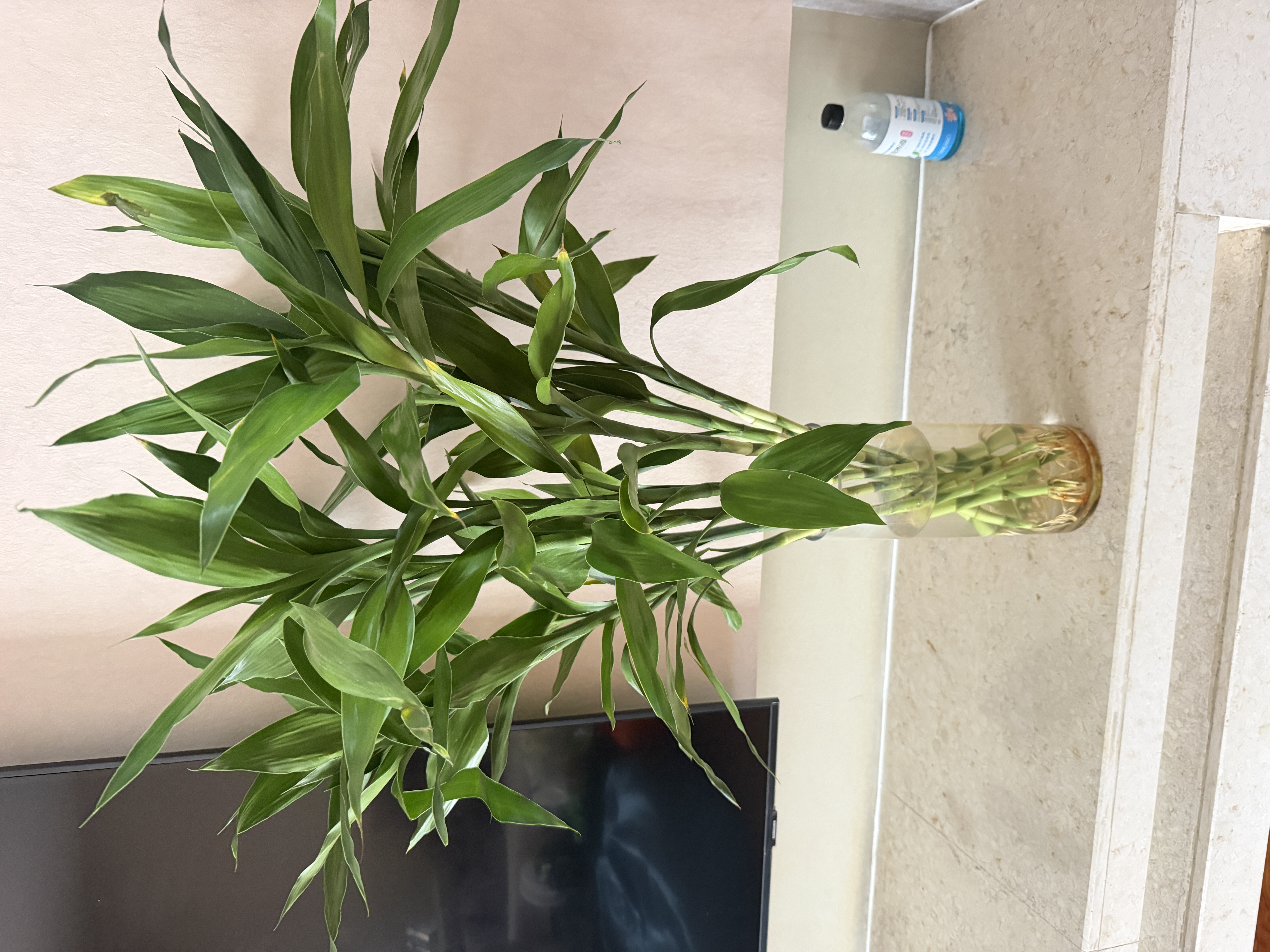 花翁带根富贵竹水培植物客厅招财旺宅花卉绿植盆栽竹子文昌竹源头直发 实拍图