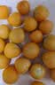 京觅东北姑娘果 净重2斤装 灯笼果黄菇娘洋菇茑 新鲜水果 源头直发 实拍图