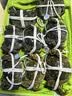 【活蟹】阳澄联合鲜活大闸蟹现货全母蟹 3.0-3.3两 8只生鲜螃蟹精品礼品盒 实拍图