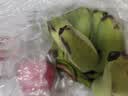 京喜加正宗苹果蕉徐闻新鲜香蕉软糯香甜当季水果青蕉发货需催熟 （带箱4斤 净重3.7斤 实拍图