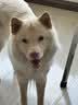 LEGENDSANDY蓝氏狗粮真鲜乳鸽中小型犬泰迪比熊生骨肉冻干鲜肉犬粮4.5kg9斤 实拍图