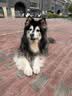 伯纳天纯狗粮中大型犬全价成年犬粮17kg羊肉蔓越莓味囤货装 实拍图