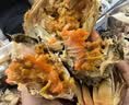 【活蟹】蟹叁钳庄 全母大闸蟹 去绳足重3.5-3.8两 10只鲜活生鲜现货螃蟹礼盒 实拍图