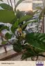 桂花树苗盆栽室内四季桂花卉植物金桂丹桂庭院大树浓香型绿植开花 【四季桂】粗1cm 高0.8-1米土球发货 实拍图