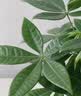 花翁发财树小盆栽绿植物室内客厅装饰中式盆景办公室桌面摆件源头直发 实拍图