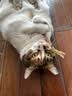 憨憨乐园木天蓼猫咪磨牙棒猫玩具自嗨解闷逗猫棒耐咬幼猫用品玩具养猫神器 实拍图