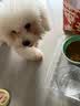 皇家狗粮 幼犬狗粮 宠物 小型犬 MIJ31 全价犬粮 2-10月 2KG 实拍图