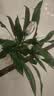 年宵花【热销款】白掌一帆风顺盆栽水培植物绿植过年装饰摆件年货 特级白掌10-12株带花【基地原盆原土】 实拍图