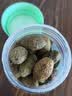 佳宝新鲜青橄榄果208g 潮汕特产甘草凉果蜜饯果干零食旅行常备 实拍图