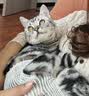 欢宠网宠物猫咪绝育服猫手术服母猫衣服断奶术后恢复猫猫小猫透气防舔衣 实拍图