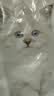 亿迪猫粮全价成猫幼猫冻干全阶段5斤布偶蓝猫英短橘猫通用小包装2.5kg 实拍图