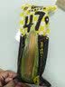 北纬47度黄糯玉米4.8斤(240g*10根)东北甜黏玉米棒真空包装 杂粮粗粮 早餐 实拍图