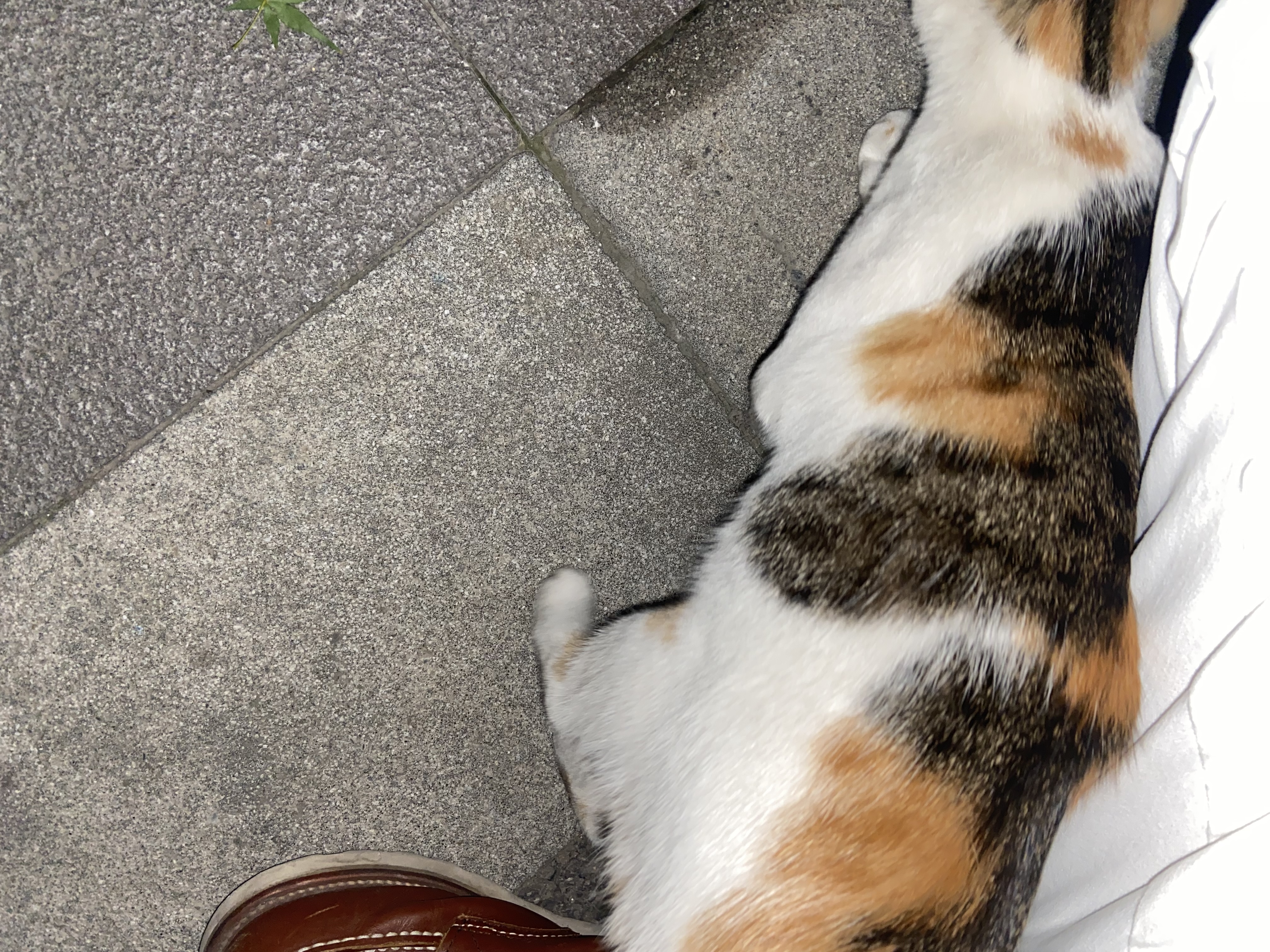 pidan猫砂 天然钠基球型猫砂2.4kg*4包 球型膨润土砂京东自营 实拍图