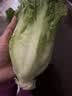 【烧烤季】钟灵山罗马生菜400g 实拍图