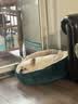 皇家狗粮 斗牛犬成犬狗粮 犬粮 宠物中型犬 FBA26 全价犬粮 ≥12月3KG 实拍图