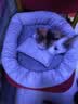 派乐特 猫窝狗窝保暖冬季秋天宠物猫咪毯垫子睡袋 灰色M+头枕 实拍图