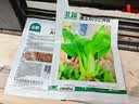 北蔬 小青菜种子苗上海青梗菜油菜种籽 速生605上海青种子50g约2万粒 实拍图