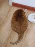 妙多乐室内全价成猫粮10kg幼猫均衡营养流浪猫加菲折耳大猫雀巢旗下 室内成猫粮10kg 10kg 实拍图