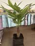 水培植物铁树小盆栽办公室内微景观桌面创意好养易活绿植花卉盆景 发财树盆栽 舍得盆加底托 高度15-25cm 实拍图
