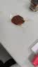 小鹿蓝蓝果木烤肉脯70g炭烤风味香嫩猪肉干宝宝儿童零食 实拍图