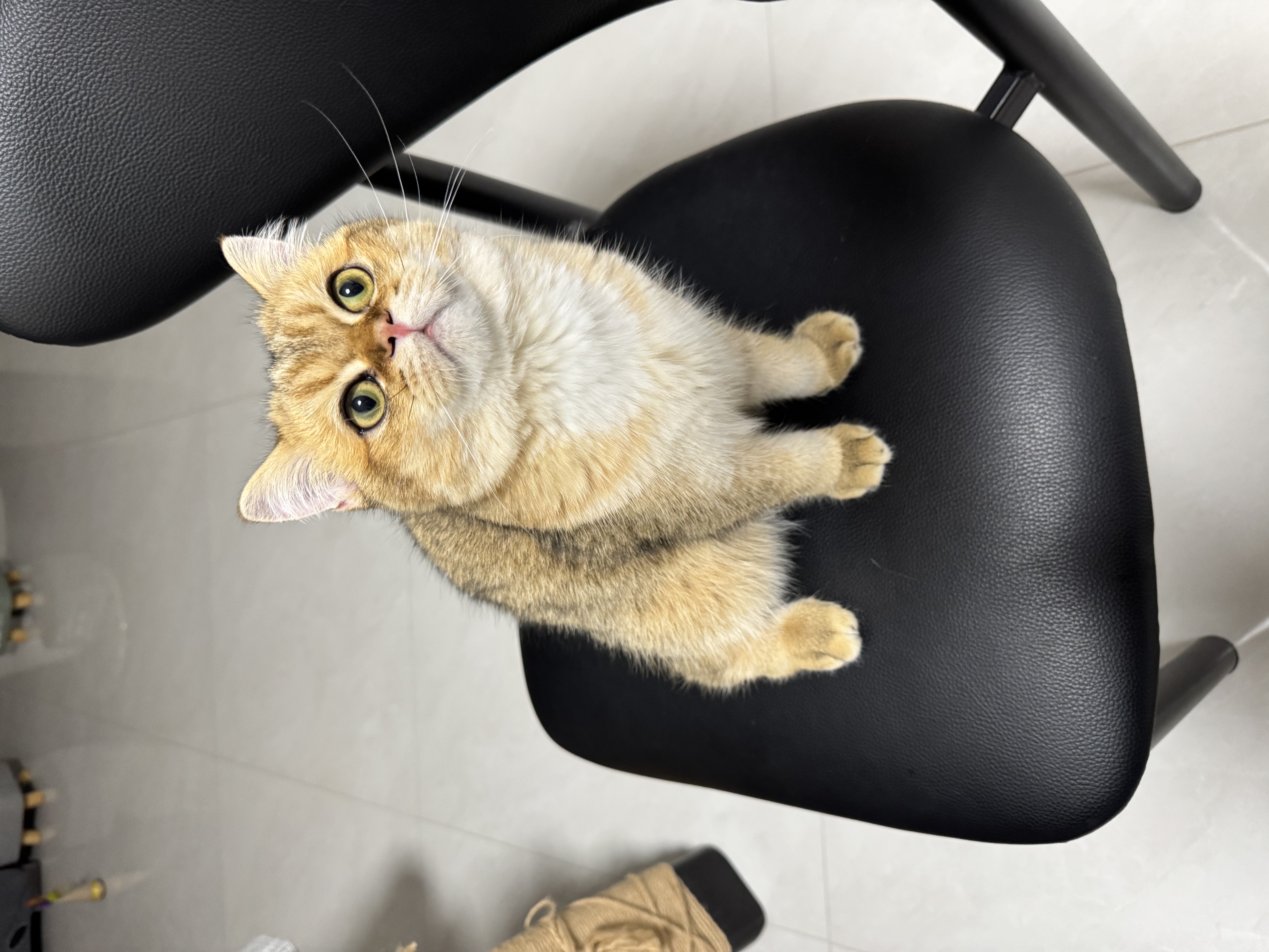 皇家猫粮 幼猫猫粮 幼猫奶糕 K36 通用粮 4-12月 2KG 实拍图