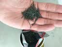 乐品乐茶毛尖茶叶特级明前春茶嫩芽2026新茶绿茶礼盒装250g自饮送长辈领导 实拍图