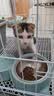 凯锐思猫粮鲜肉奶糕幼猫粮4-12月助免疫鲜肉冻干双拼幼猫粮4斤 实拍图