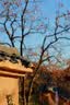 适马（SIGMA）56mm F1.4 DC DN｜Contemporary 半画幅大光圈定焦镜头 人像特写（佳能RF卡口） 实拍图