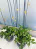 花行榜绿萝发财树水培绿植室内办公室幼儿园桌面盆栽除醛小花卉源头直发 实拍图