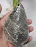种花迷水培天堂鸟盆栽花卉植物室内客厅绿植面鹤望兰吸甲醛四季好养活 精品水培天堂鸟20-30厘米1棵【不含瓶】 实拍图