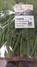 京鲜生&东升供港菠菜苗250g 鹦鹉菜 新鲜采摘 广东源头直发 实拍图