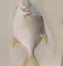 1号会员店（One's Member）甄选海南二去金鲳鱼 700g/2条装 去鳃去内脏 生鲜 鱼类 海鲜水产  实拍图