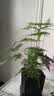 绿萝文竹九里香小叶赤楠禅意盆栽办公室桌面植物小盆景绿植花卉苗 文竹+舍得盆+方底托+青苔 实拍图