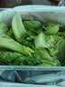 球生菜约400g 实拍图